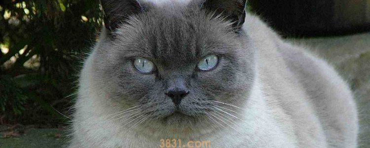 猫有肥胖症吗 这些行为都会致使猫患肥胖症!(图1)