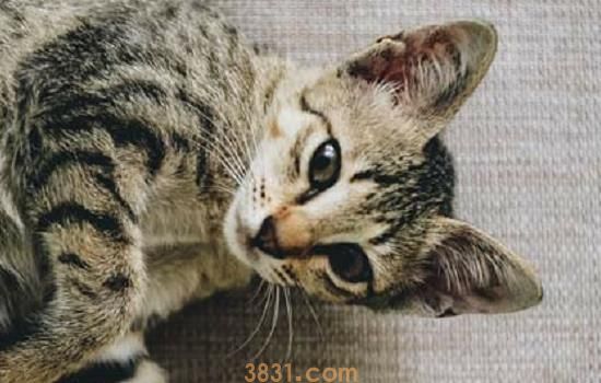 猫肛门有黑色硬物 主人要小心肛门腺发炎哦!(图1)