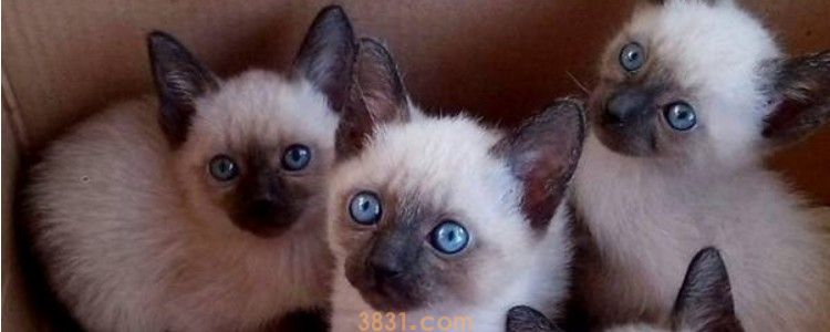 冬天猫咪为什么发抖 就是因为温度太低了呗~(图1)