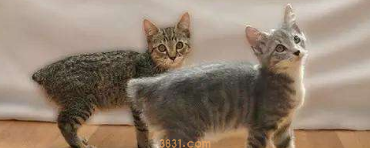 猫咪搬家躲着不出来 属于正常现象,尽快适应!(图1)