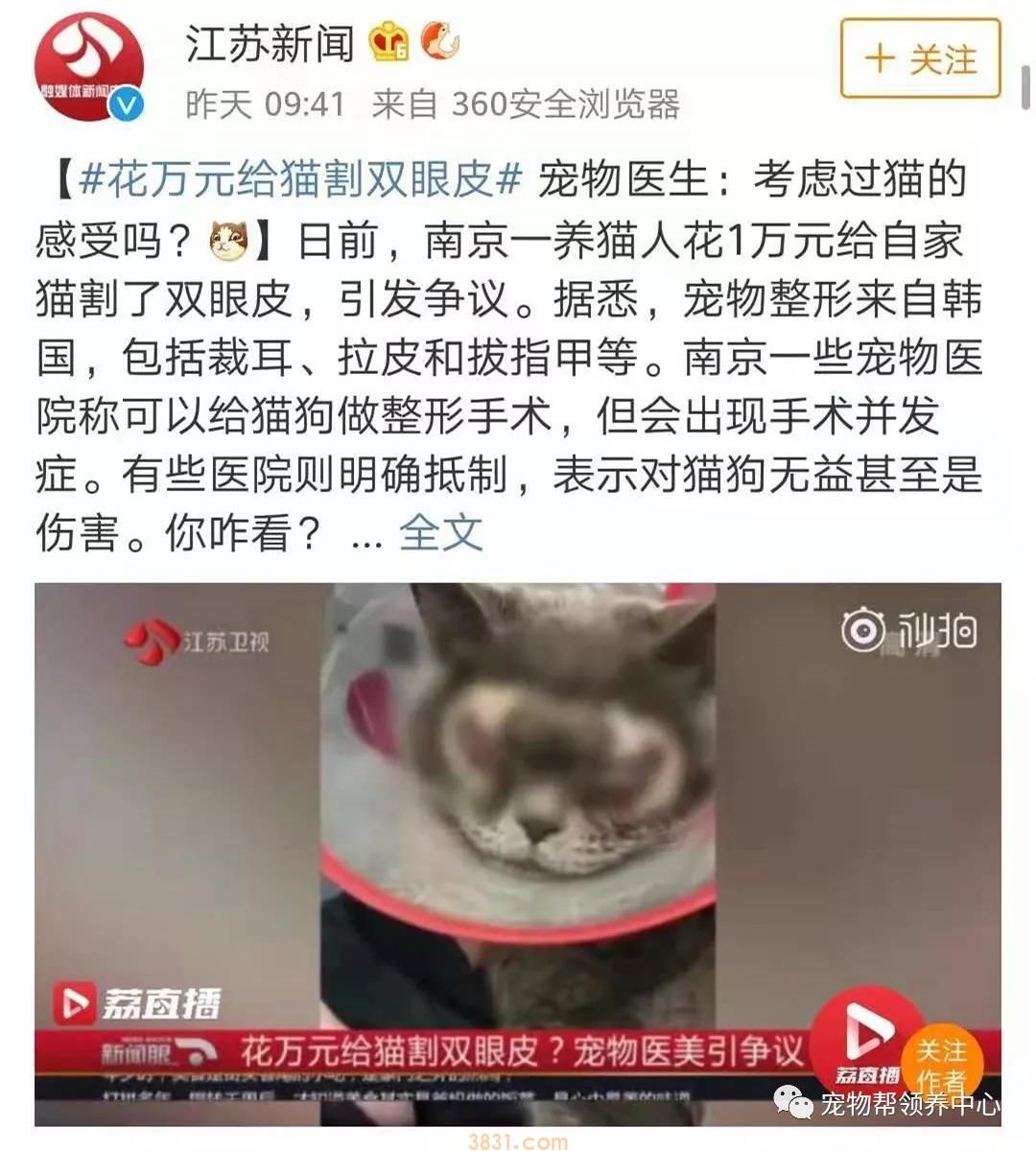 花万元给猫割双眼皮 为了美已经到了丧心病狂的地步吗?(图1)