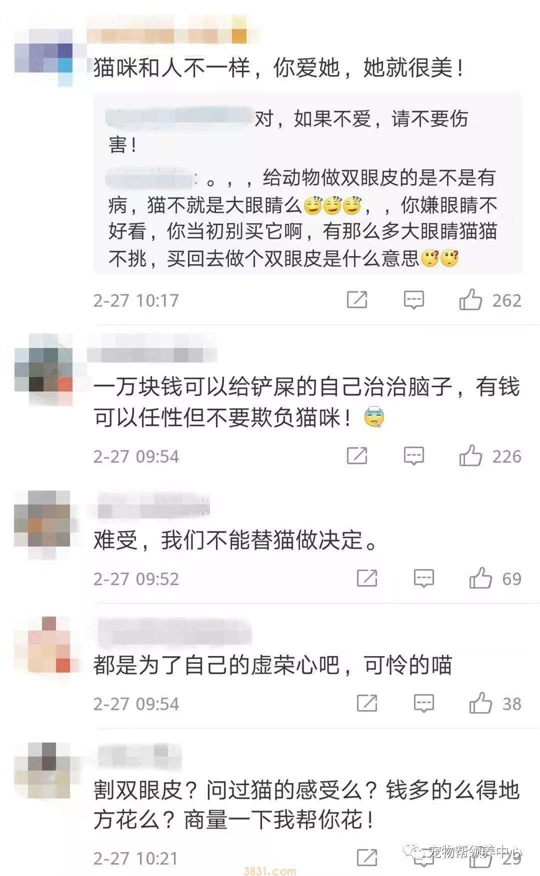 花万元给猫割双眼皮 为了美已经到了丧心病狂的地步吗?(图3)