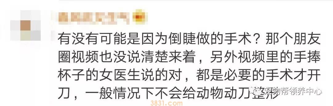 花万元给猫割双眼皮 为了美已经到了丧心病狂的地步吗?(图4)