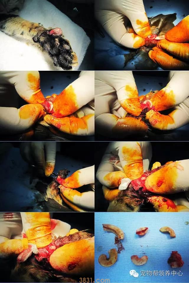 花万元给猫割双眼皮 为了美已经到了丧心病狂的地步吗?(图8)