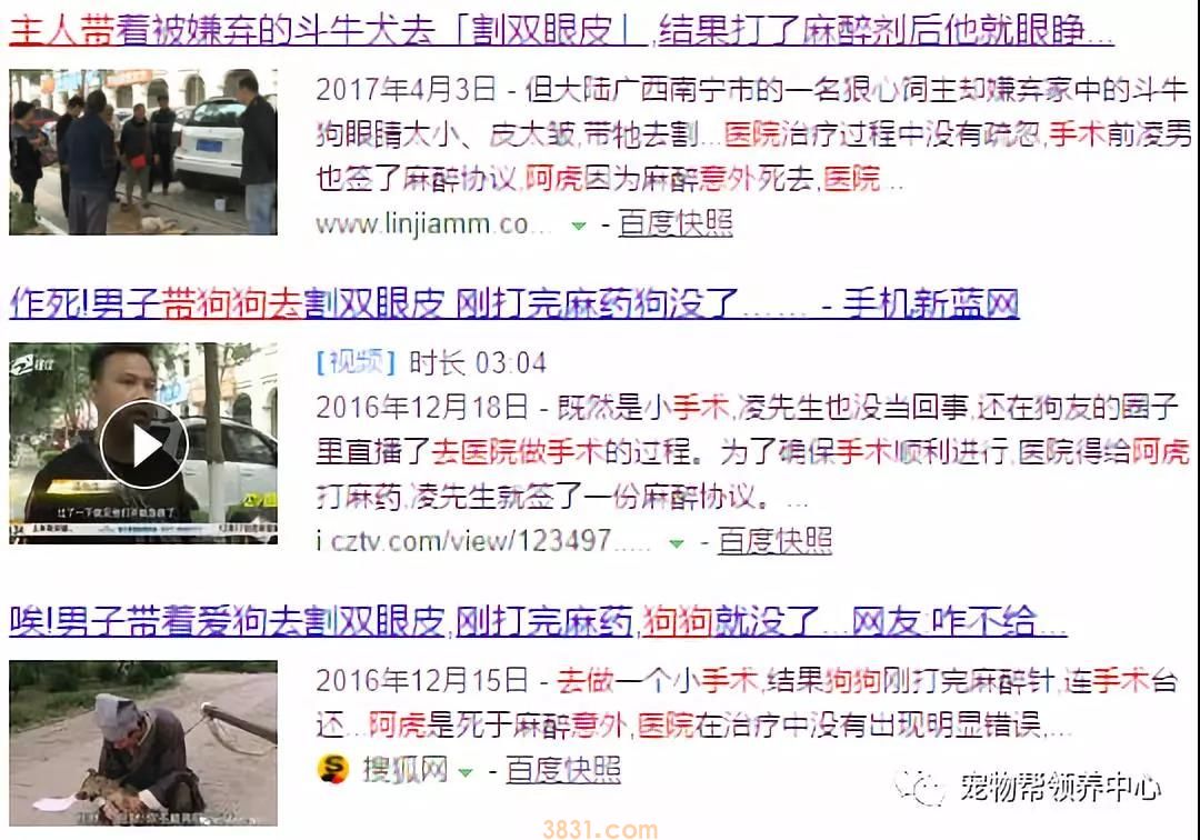 花万元给猫割双眼皮 为了美已经到了丧心病狂的地步吗?(图6)