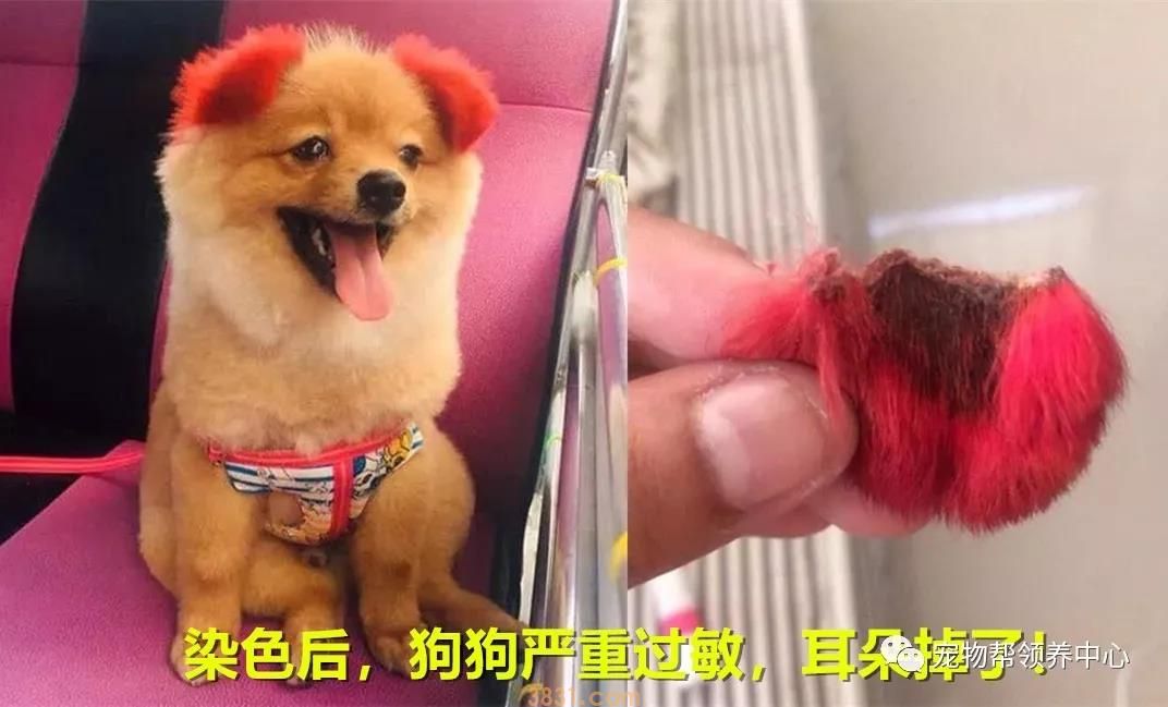 花万元给猫割双眼皮 为了美已经到了丧心病狂的地步吗?(图9)