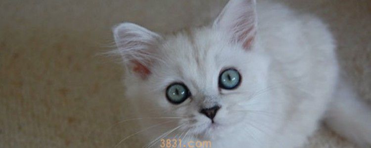 猫咪早上太闹怎么办 这三种方法帮你罗列出来了!(图1)