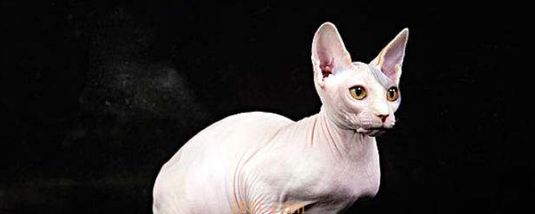 猫咪交配疼吗 过程还是会痛的!(图1)