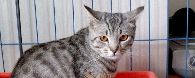 猫咪摔到肝脏出血 这个真的需要多注意一下!(图1)