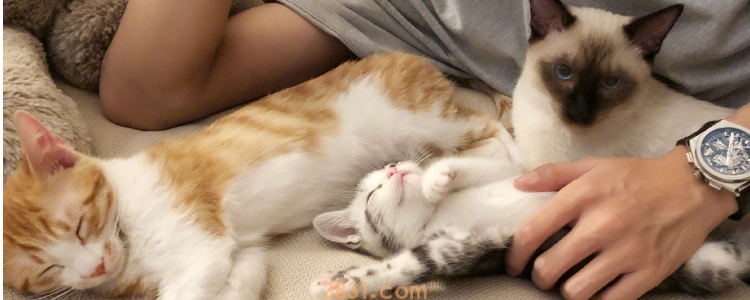 猫咪肝脏功能不好 看看原因和治疗的方法吧!(图1)