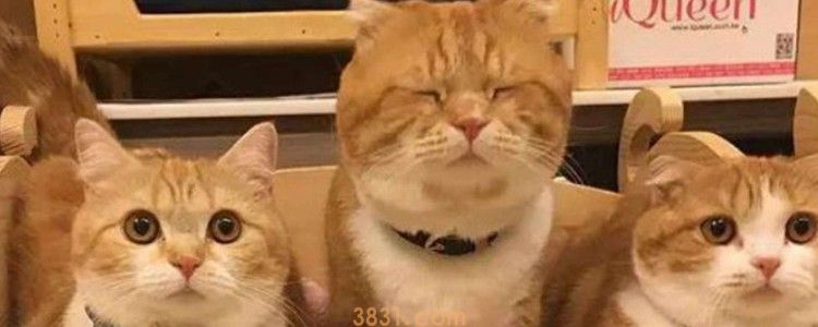 猫咪肝不好 避免这些原因吧!(图1)
