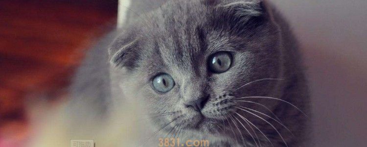 猫咪毛根部有白色痂皮 原因是三种,看看哪个才是正确的!(图1)