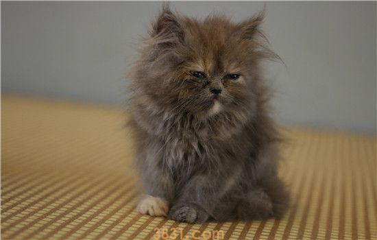 鸡胸肉给猫吃煮几分钟 不看你可不懂哦!(图1)