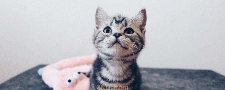 猫咪乳头旁边肿块 可能是乳腺增生,及时就诊!(图1)