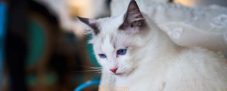 怎么确定猫咪是否隐睾 隐睾和去势如何区分?(图1)