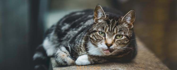 猫隐睾需要动手术吗 绝育反而是保命之举?(图1)