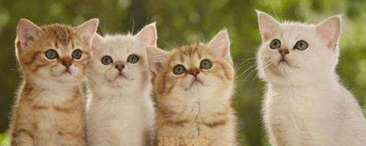 猫不埋屎怎么办 可能是猫妈妈没教过!(图1)