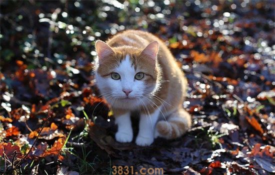 猫不埋屎了是什么原因(图1)