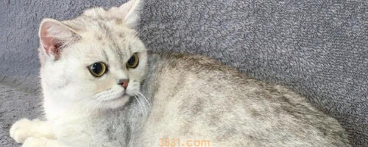 猫咪犬牙容易断 避免接触坚硬的东西!(图1)