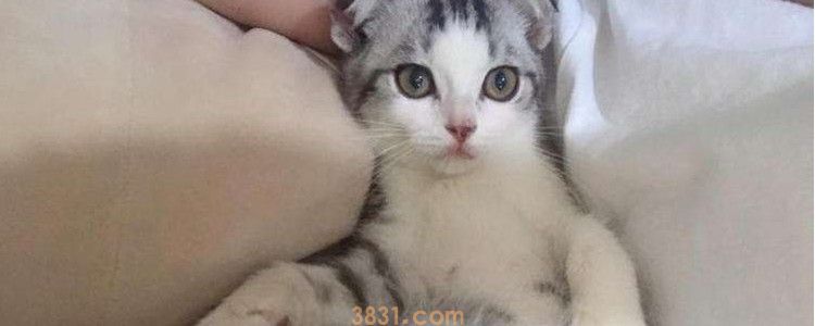 猫咪突然到处乱尿 这三种情况都需要考虑一下!(图1)