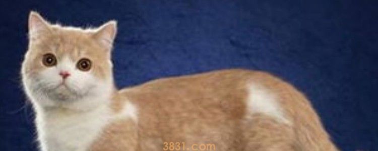 猫咪乳腺炎是每个乳房都发炎吗 情况不一定!(图1)