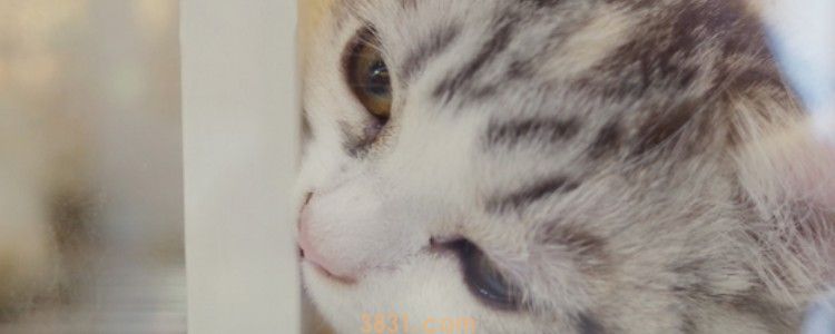 猫咪肾病症状 这些信号你都收到了吗?(图1)