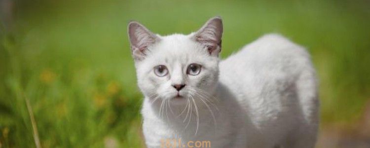 猫咪嘴部毛毛发黄 及时清洁嘴边毛发很关键!(图1)