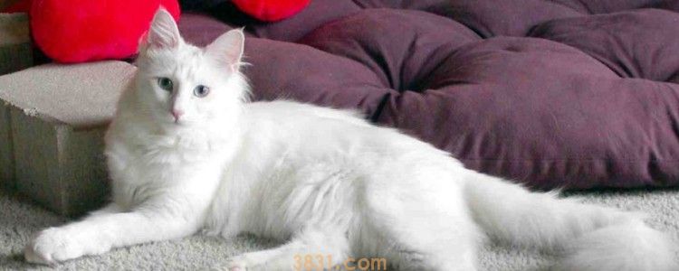 猫咪嘴上起了一个小疙瘩 避免上火食物吧~(图1)