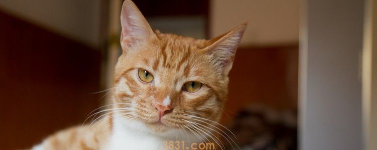 猫咪摔断脊椎 知道怎么处理了吗?(图1)