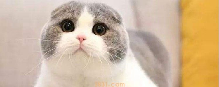 猫咪生完小猫乳房硬怎么回事 原因搞清楚了吗?(图1)
