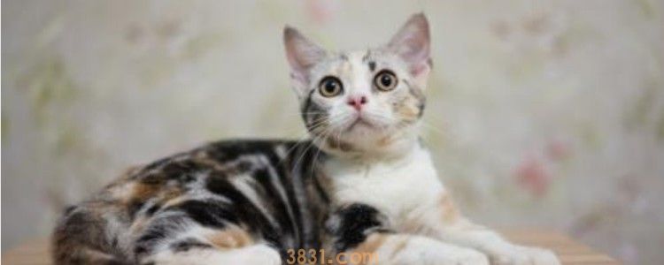 猫咪用什么样的猫砂好 当然是环保的更好一点了!(图1)