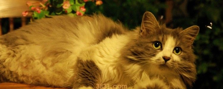 猫咪突然食欲不振 那就是肠胃出现问题了啊!(图1)