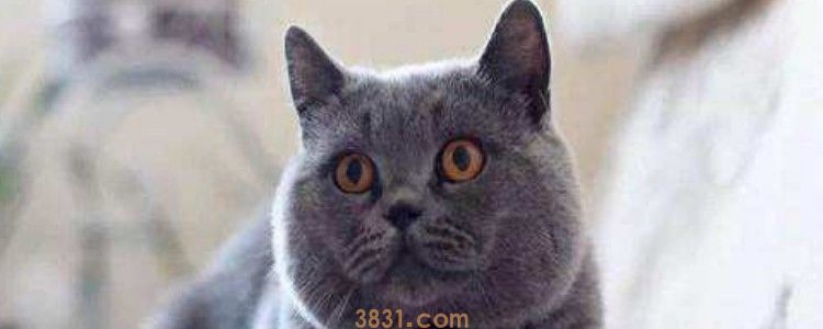 猫咪呕吐拼命喝水 猫咪可能患病了!(图1)