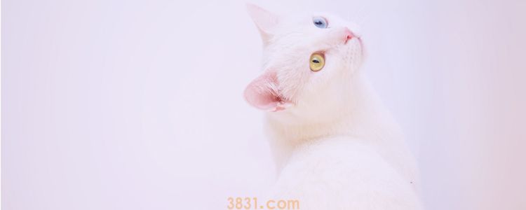 被小奶猫挠了会发烧吗 如何正确处理伤口(图3)