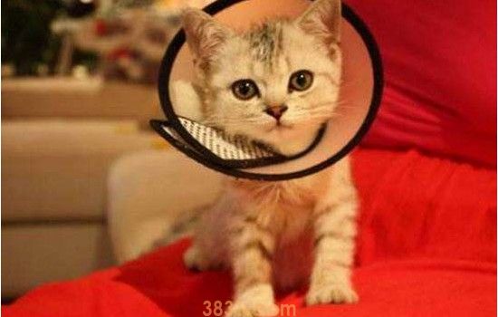 猫砂可以用沙子代替吗 这肯定是不行的!(图1)
