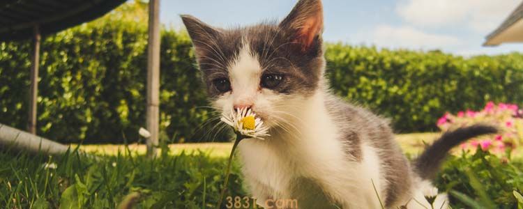 被小奶猫挠了会得狂犬病吗 养猫一定要知道这些常识(图1)