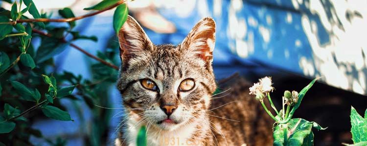 冬天猫怕冷吗 冬天如何给猫保暖(图1)