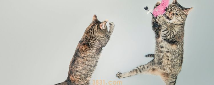 被小奶猫挠了用打针吗 小奶猫会携带狂犬病毒吗?(图3)