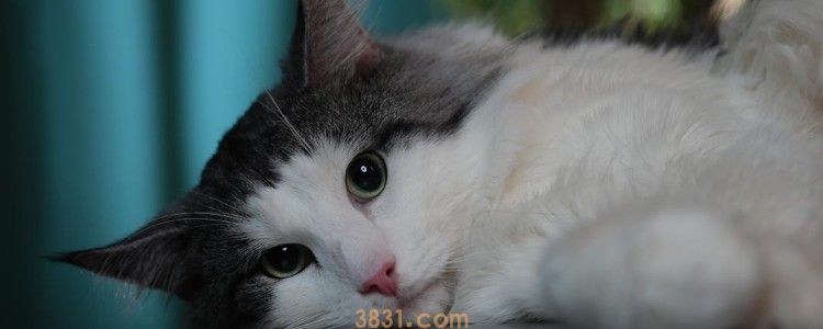 猫咪呼出的气体臭 知道是什么原因造成的吗(图1)