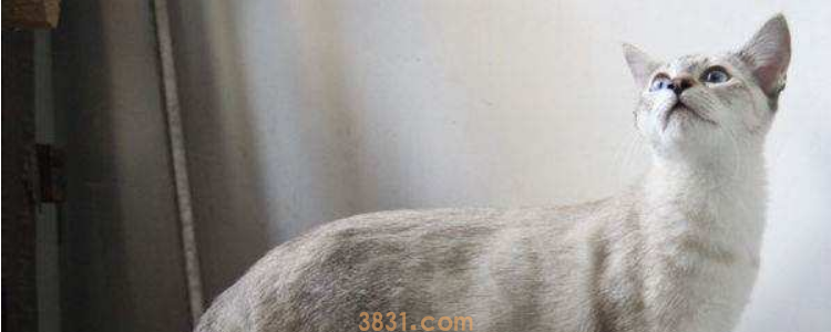 猫咪毛上有白色颗粒 需要体外驱虫了!(图1)