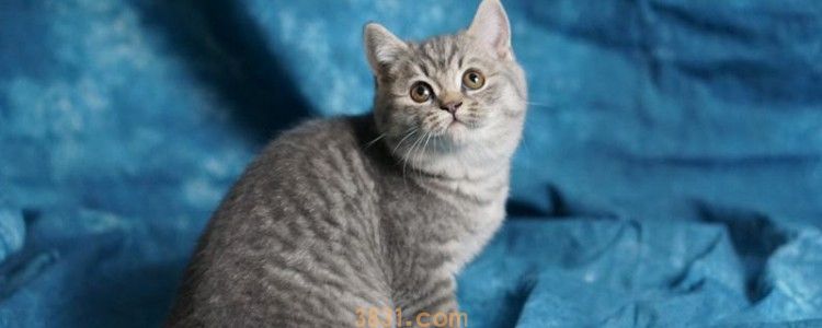 猫咪断牙都是左边 这属于正常现象!(图1)