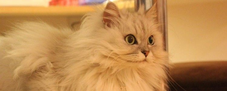 猫咪剃完毛颜色会变 可能是基因的问题,没有大碍!(图1)