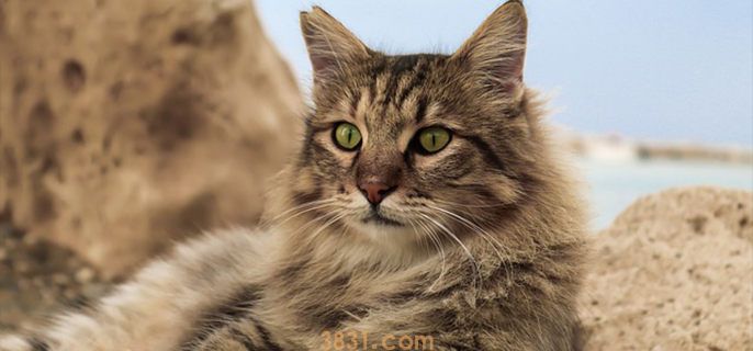 猫咪呼吸急促是什么原因 多是高危型疾病引起的(图1)