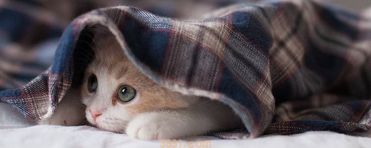 猫咪冻伤或体温过低的护理【图】 别小看冻伤!(图1)