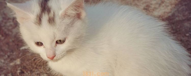 猫冻伤了是什么样 严重的可致死!(图1)