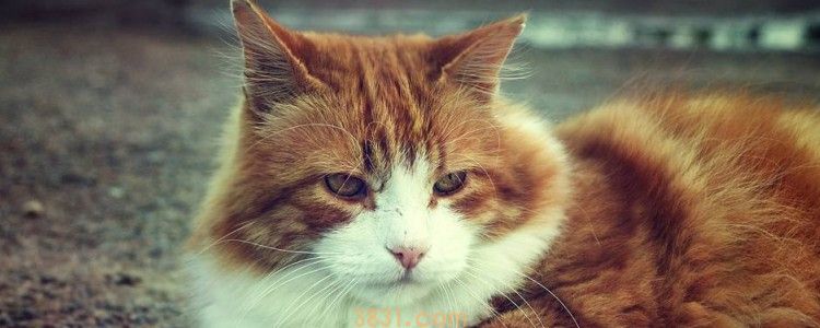 猫咪嘴上掉毛然后出现黑斑点 毛囊炎的表现!(图1)