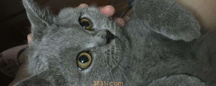 猫咪半边嘴巴肿起来有个包 口腔溃疡一定不要忽视了!(图1)