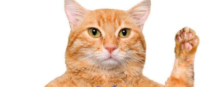 猫咪脚臭是怎么回事 猫也有“香港脚”?(图1)