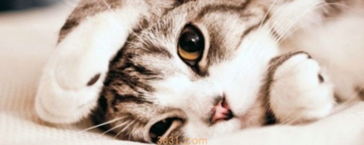 猫咪脚臭怎么处理 别让特殊气味陪你过夜(图1)