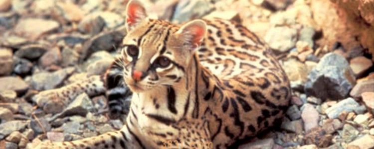 猫咪嘴巴黄 原因是什么你知道吗?(图1)